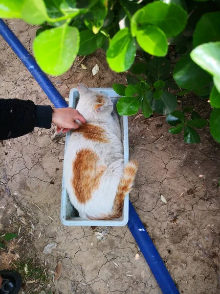 a cat is eating a dog in the garden