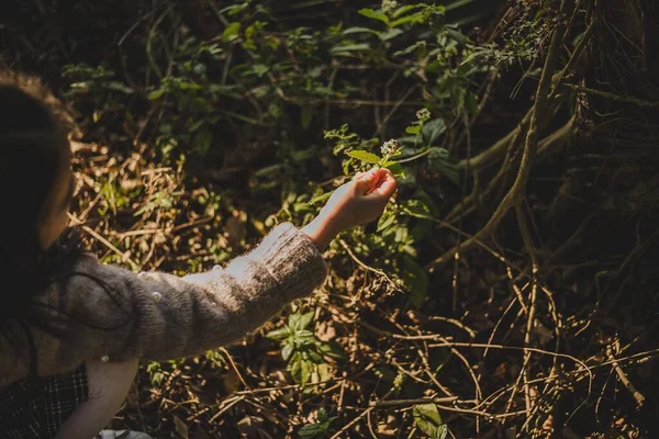 woman hand holding a green plant in the forest
