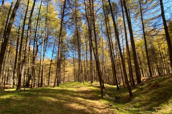 beautiful landscape with trees and green leaves