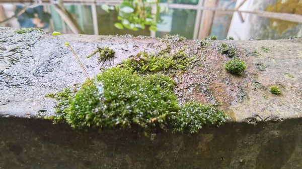 green moss on the roof of the house