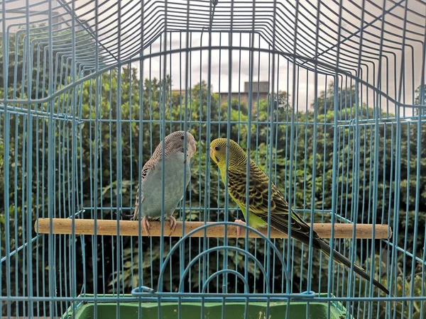 a bird cage in the zoo