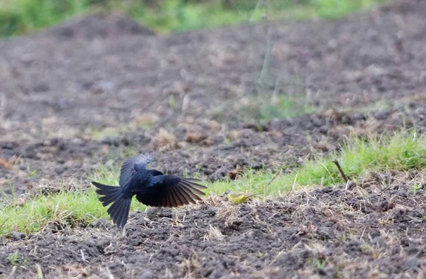 a bird is eating a lot of birds in the forest