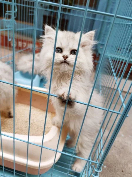 cute cat in the cage