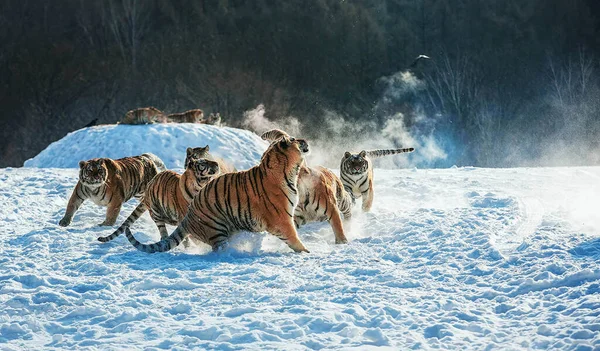 a group of young animals in the snow