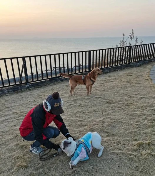 dog with a backpack on the beach