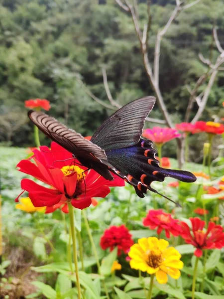 beautiful butterfly in the garden