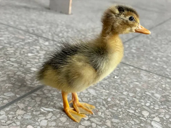 little cute duckling on the farm