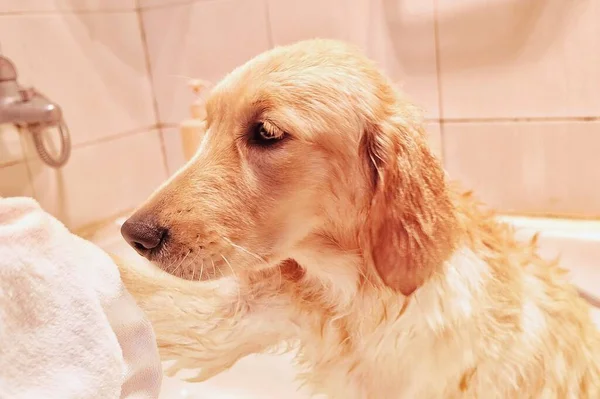 golden retriever dog lying on the floor