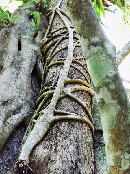 tree roots in the forest