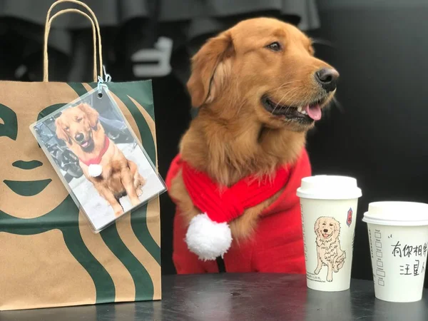 dog with a cup of coffee and a bag of tea