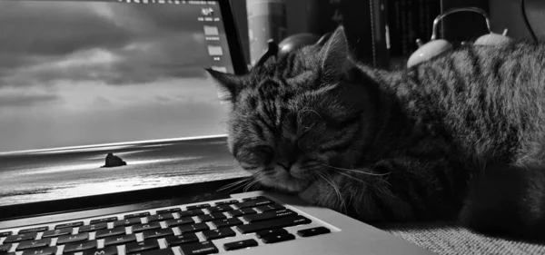 black cat with a laptop on the background of the window