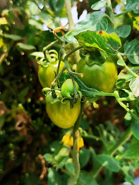 green tomatoes in the garden
