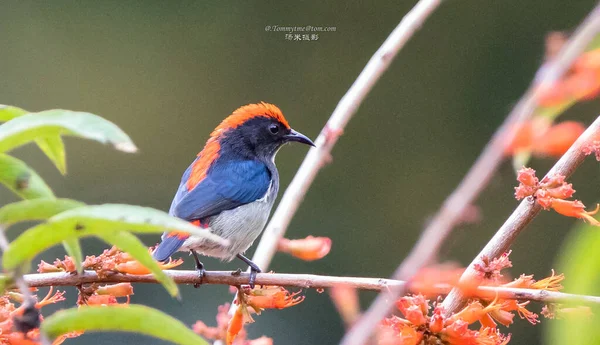 beautiful red-winged bird sitting on a branch