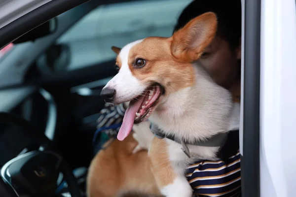 dog with a car in the background