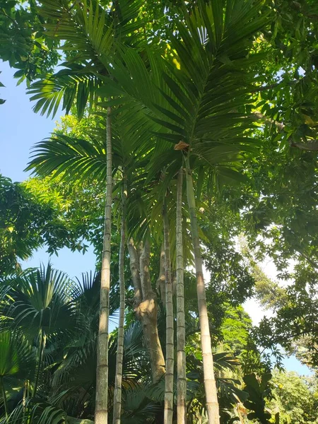 palm tree in the park