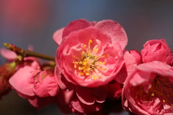 beautiful pink flowers on a background of a tree