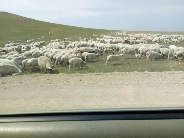 flock of sheep in the field