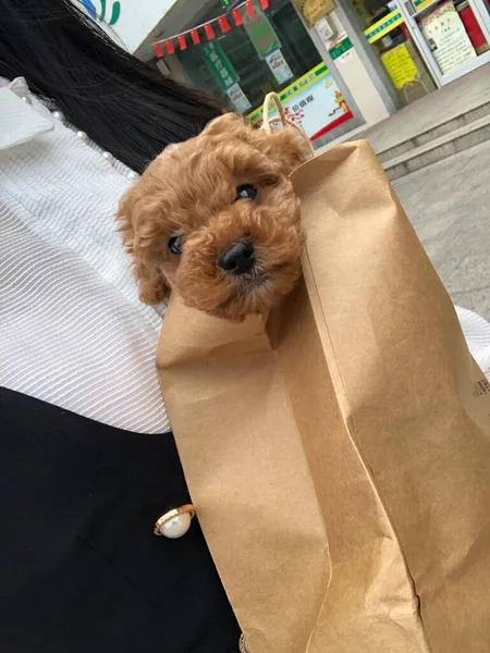 a dog with a gift box