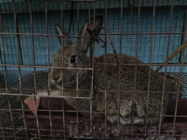 a group of domestic animals in the cage