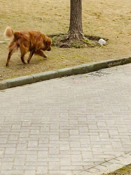 stock image dog in the park