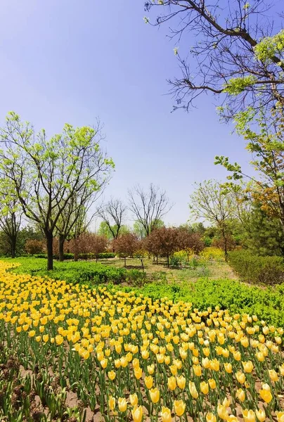 stock image beautiful flowers in the garden