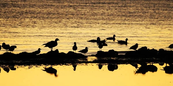 silhouettes of birds in the water