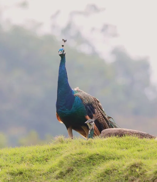 beautiful peacock with a blue eyes