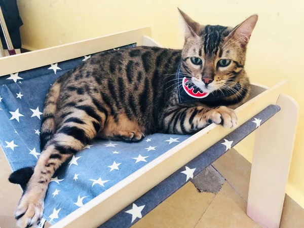 american shorthair cat with a white flag on the background of the house