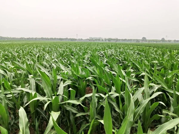 green corn field in the summer