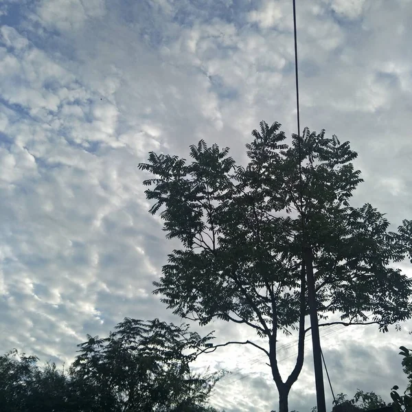 stock image tree branches in the sky