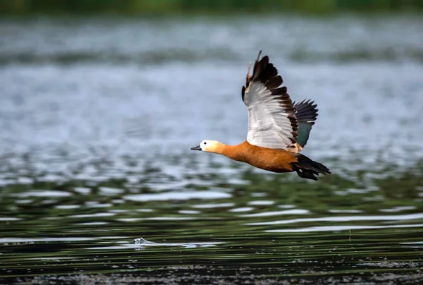 a bird is flying in the water