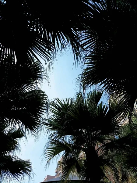 palm trees in the desert