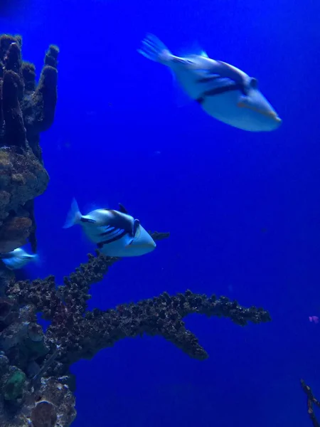 beautiful underwater world of the caribbean sea