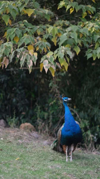 peacock with blue eyes and green feathers