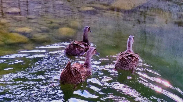 a flock of birds in the water