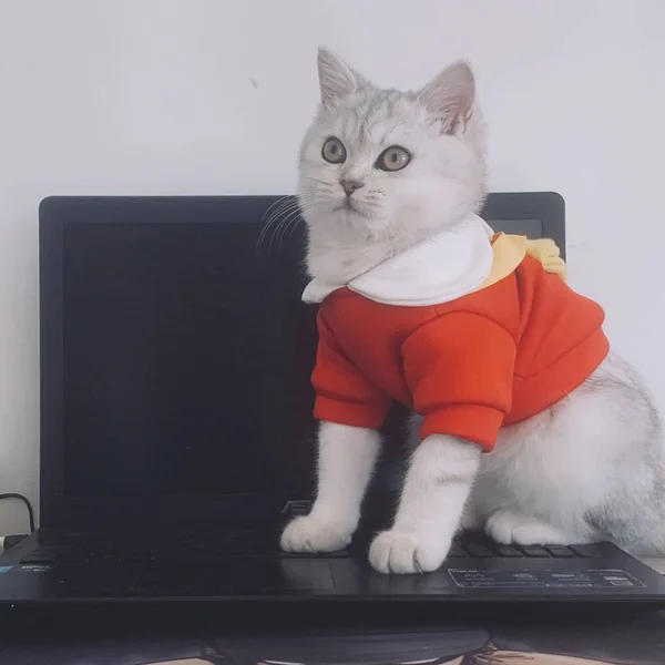 cat with a laptop on a white background