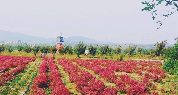 beautiful landscape with a red flower