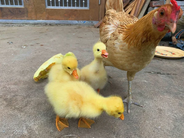 two cute chickens on the street