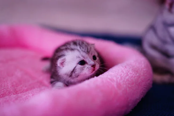 cute little kitten on a pink background
