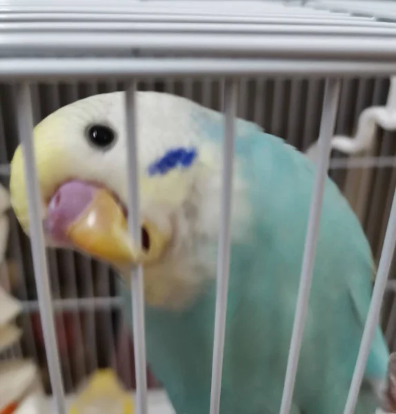 a bird cage in the zoo