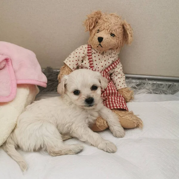 cute little dog with teddy bear