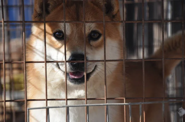 stock image dog in the cage