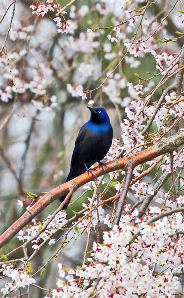 beautiful bird in the garden