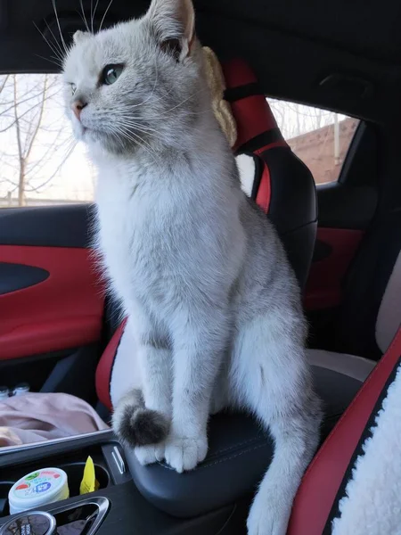 cute fluffy cat sitting on the car seat