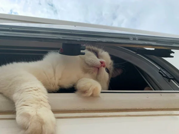 cute fluffy cat in the car