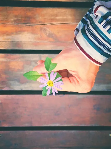 woman hand holding a flower on wooden background