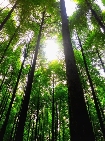 Bosque Verde Por Mañana — Foto de Stock