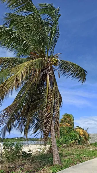 palm trees in the park