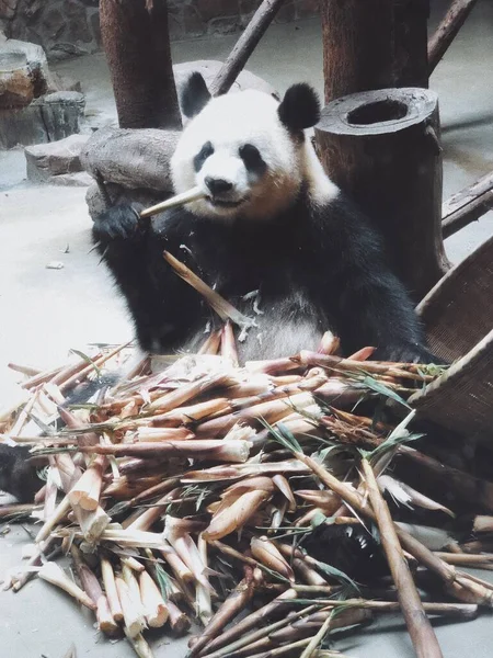 panda bear in the zoo