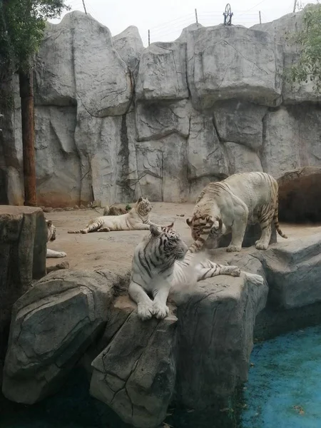 a large group of white tiger in the zoo